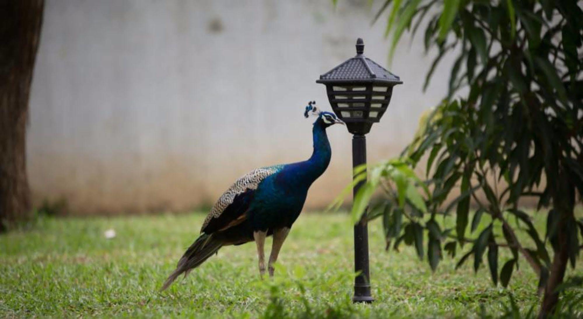 Hotel Chenra Kataragama Bagian luar foto